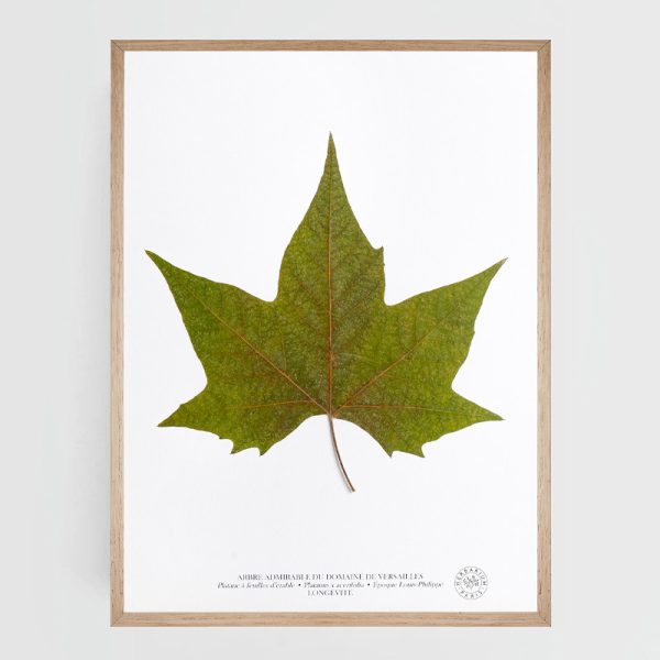Herbier Arbres Admirables - Platane à feuilles d'Erable