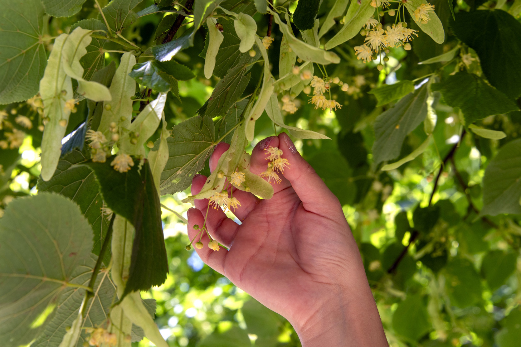 La tisane du domaine de Versailles