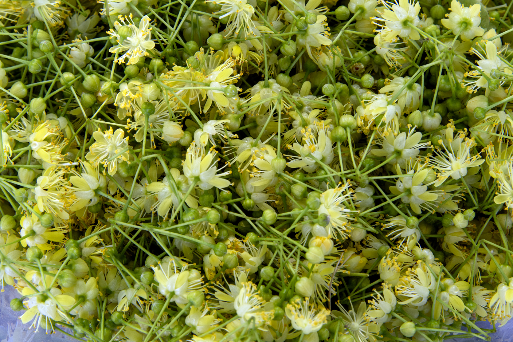 ©Didier-Saulnier-5876