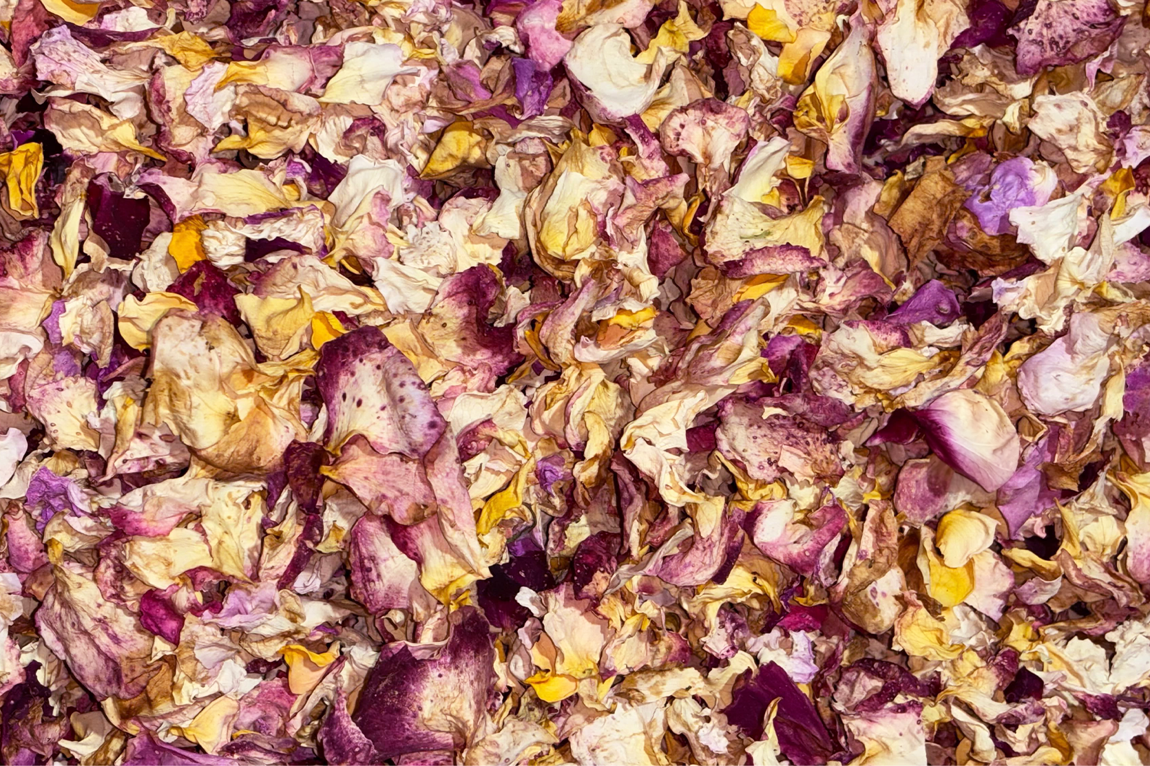 focus-roses-tisane