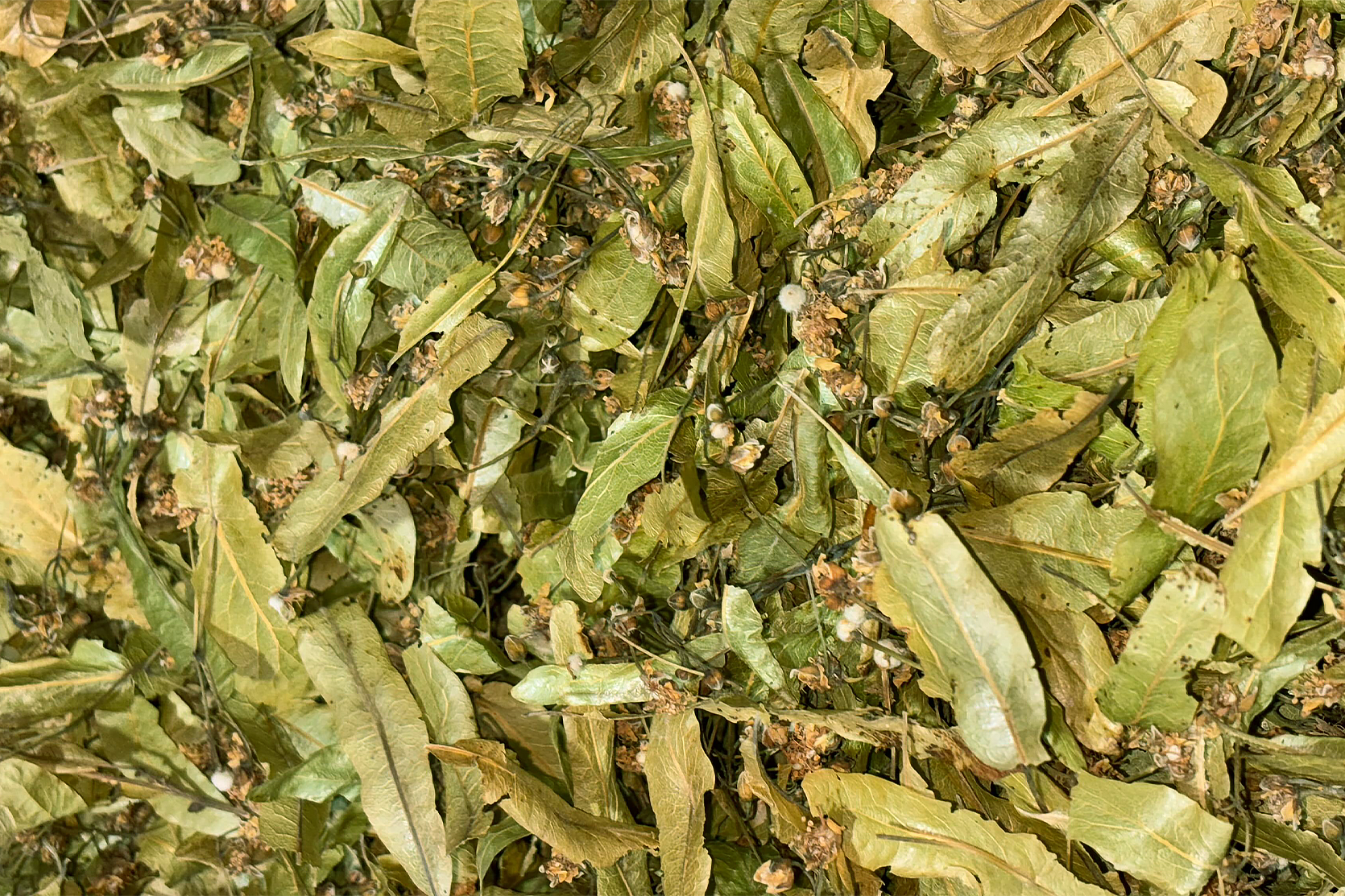 focus-tilleuls-tisane